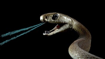 spitting snake